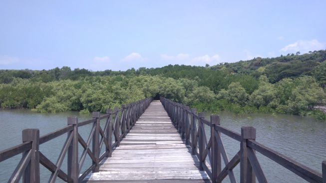 Tanpa Perlu Ke Luar Jawa, di Pantai Bentar Probolinggo Bisa Lihat Hiu Tutul