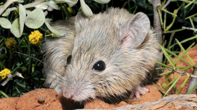 Dianggap Punah 150 Tahun, Tikus Mungil Ini Ditemukan Masih Hidup