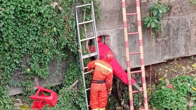 Keasyikan Cari Biawak, Vicky Terjebak di Kolong Got Berjam-jam hingga Lemas