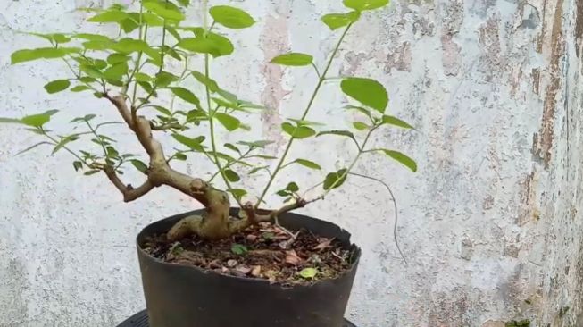 Bonsai Lantana: Cara Merawat Lengkap Cara Membentuk Bonsai yang Baik dan Benar