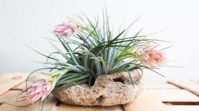 Tillandsia, tanaman hias, tanaman yang tidak butuh cahaya matahari (envato)