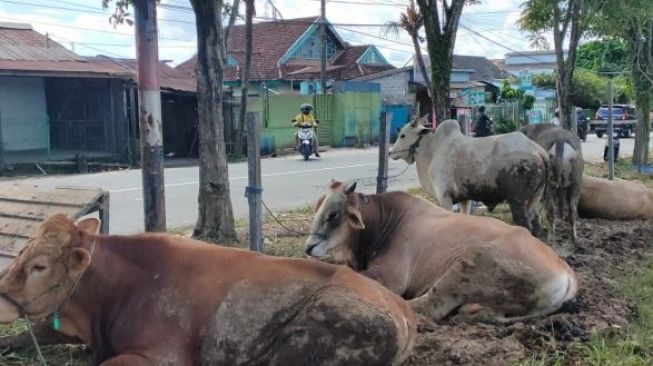 Penjualan Hewan Kurban Mulai Bergeliat di Kota Balikpapan