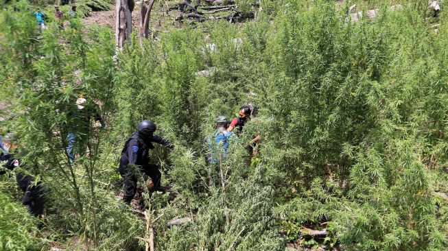 Tim Direktorat Tindak Pidana Narkoba Bareskrim Polri dibantu masyarakat mencabut tanaman ganja di kawasan Gunung Leuser, Beutong, Nagan Raya, Aceh, Rabu (30/6/2021). ANTARA FOTO/Syifa Yulinnas