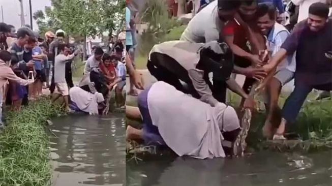 Viral di Pekanbaru! Emak-emak Tangkap Piton, Netizen Pertanyakan Peran Pria