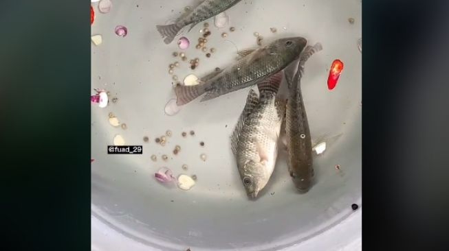 Aksi pemuda buat ikan yang sudah tak bergerak hidup lagi (tiktok)