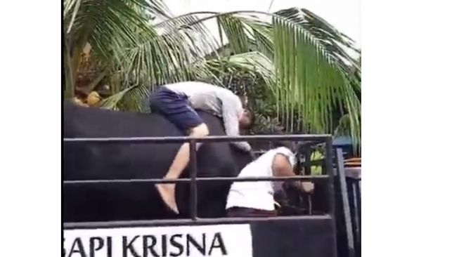 Bak Kehilangan Kekasih, Viral Potret Peternak Ditinggal Sapi Kesayangannya Diangkut Pikap