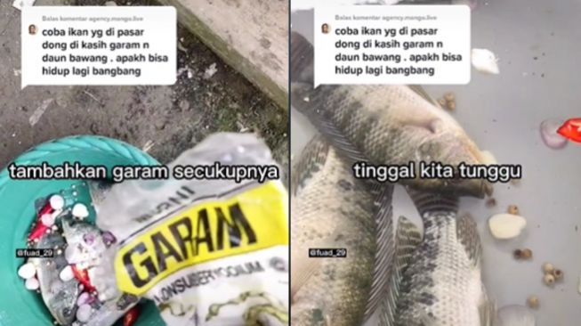 Pria hidupkan ikan mati pakai garam. (Tiktok/fuad_12)