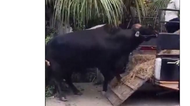 Sapi Angus siap diangkut mobil pikap untuk dijadikan hewan kurban (9gag.com)