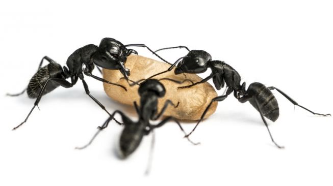8 Bahan Alami Anti Semut yang Ada di Dapur: Cuka hingga Garam
