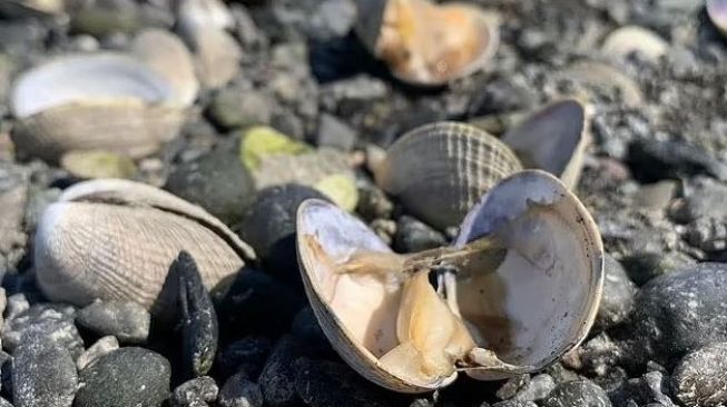 Dihantam Gelombang Panas, Kerang di Pantai Jadi Matang dan 'Siap Santap'