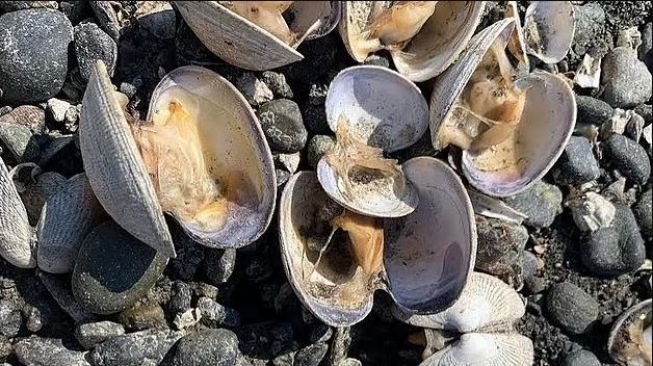 Kerang yang matang karena dihantam gelombang panas. (Instagram@hamahamaoyster)