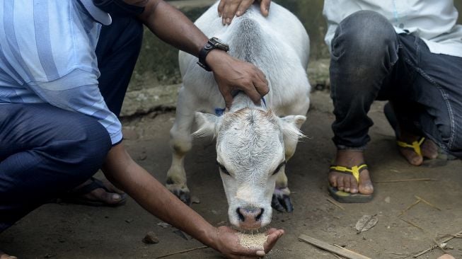 Warga memberi makan seekor sapi kerdil bernama Rani di sebuah peternakan sapi di Charigram, Ashulia, Savar, Bangladesh, pada (6/7/2021). [Munir Uz zaman / AFP]