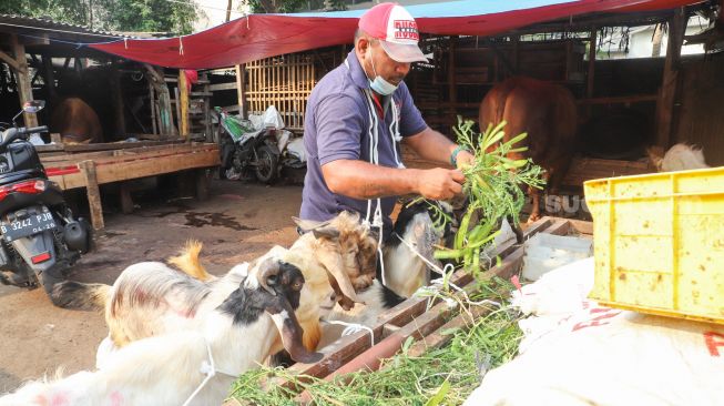 Pedagang memberi pakan kambing yang dijualnya di Pasar Kambing, Tanah Abang, Jakarta Pusat, Rabu (7/7/2021). [Suara.com/Alfian Winanto]