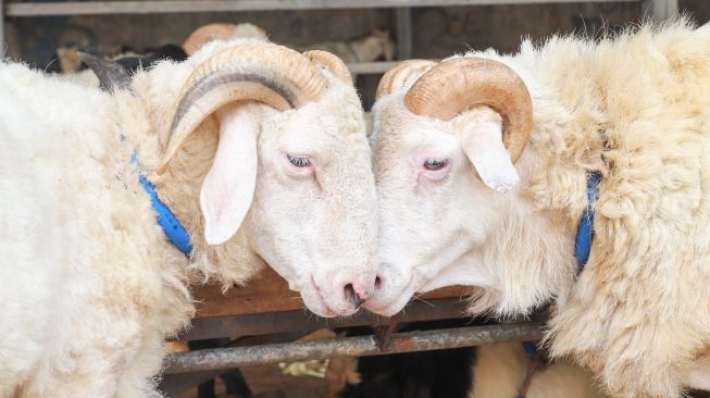 Hewan kambing yang dijual untuk kurban di Pasar Kambing, Tanah Abang, Jakarta Pusat, Rabu (7/7/2021). [Suara.com/Alfian Winanto]