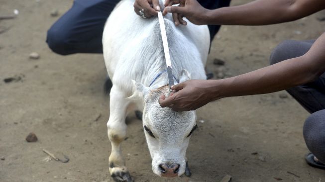 Warga mengukur seekor sapi kerdil bernama Rani di sebuah peternakan sapi di Charigram, Ashulia, Savar, Bangladesh, pada (6/7/2021). [Munir Uz zaman / AFP]