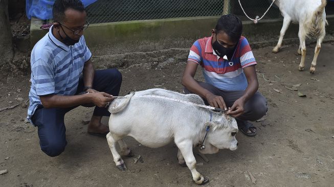 Warga mengukur seekor sapi kerdil bernama Rani di sebuah peternakan sapi di Charigram, Ashulia, Savar, Bangladesh, pada (6/7/2021). [Munir Uz zaman / AFP]