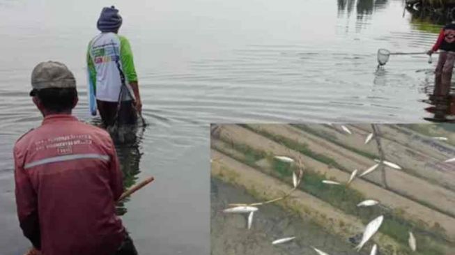 Fenomena Langka, Ikan di Danau Diatas Kabupaten Solok Mendadak Jinak dan Mudah Ditangkap
