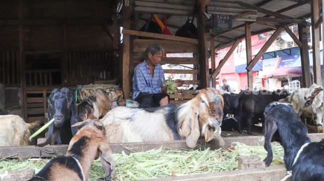 Pedagang memotong pakan kambing di Pasar Kambing, Tanah Abang, Jakarta Pusat, Rabu (7/7/2021). [Suara.com/Alfian Winanto]