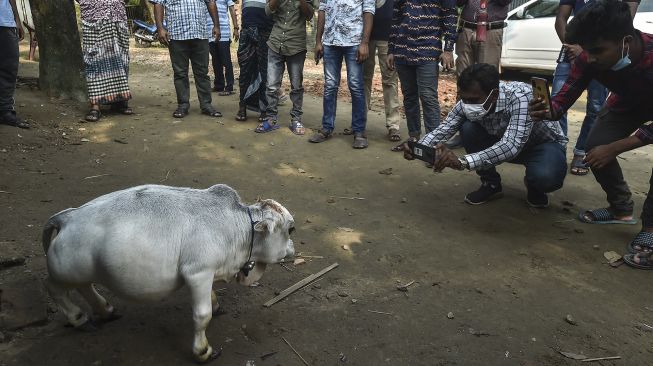 Warga memotret seekor sapi kerdil bernama Rani di sebuah peternakan sapi di Charigram, Ashulia, Savar, Bangladesh, pada (6/7/2021). [Munir Uz zaman / AFP]