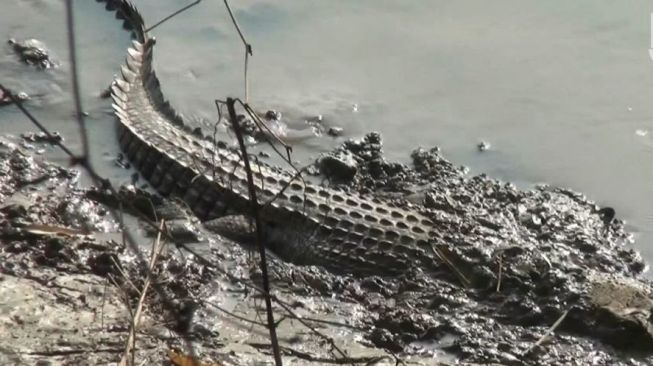 Warga Lamongan Sekarang Hiburannya Lihat Buaya Berjemur di Sungai, Ini Penampakannya