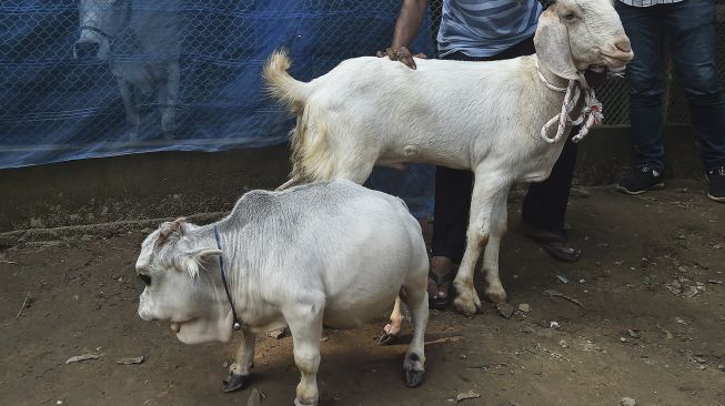 Seekor sapi kerdil bernama Rani berjalan di samping seekor kambing di sebuah peternakan sapi di Charigram, Ashulia, Savar, Bangladesh, pada (6/7/2021). [Munir Uz zaman / AFP]