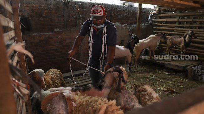 Pedagang mengurus kambing yang dijualnya di Pasar Kambing, Tanah Abang, Jakarta Pusat, Rabu (7/7/2021). [Suara.com/Alfian Winanto]