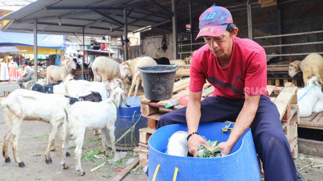 Pedagang memotong pakan kambing di Pasar Kambing, Tanah Abang, Jakarta Pusat, Rabu (7/7/2021). [Suara.com/Alfian Winanto]