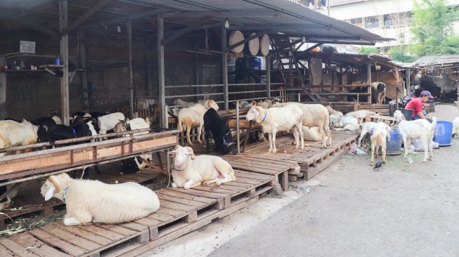 Suasana di salah satu kios hewan kurban di Pasar Kambing, Tanah Abang, Jakarta Pusat, Rabu (7/7/2021). [Suara.com/Alfian Winanto]