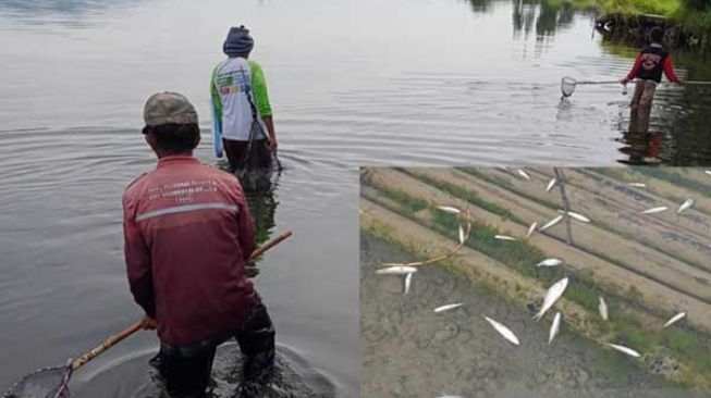 Aneh, Ikan-ikan Danau Diatas Solok Mendadak Jinak Berenang ke Tepian