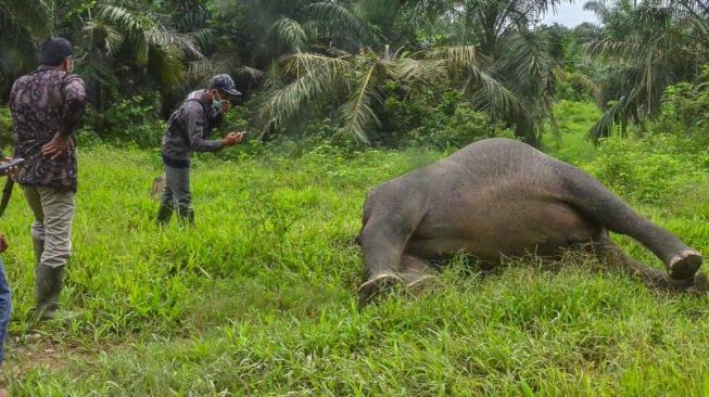 Gajah Sumatera Ditemukan Mati, Hilang Kepala di Kebun Sawit