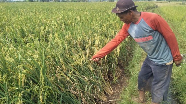 Belasan Hektar Sawah di Cianjur Diserang Hama Wereng