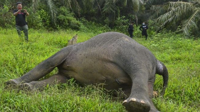 Petugas mengamati bangkai gajah sumatera (Elephas Maximus Sumatrensis) yang mati terbunuh di kawasan perkebunan sawit milik PT Bumi Flora di Desa Jambo Reuhat, Kecamatan Banda Alam, Kabupaten Aceh Timur, Aceh. Senin (12/7/2021).  ANTARA Foto/Hayaturrahmah