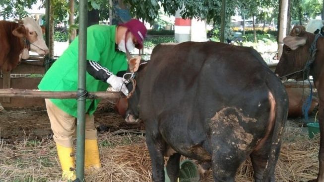 Petugas Sudin KPKP Jakarta Timur melakukan pemeriksaan kesehatan terhadap hewan kurban jelang Hari Raya Idul Adha. [Dok. Sudin KPKP Jakarta Timur]