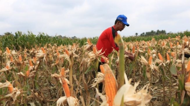 Hingga 2019, Pemerintah Telah Gelontorkan Rp298 Triliun Ke Daerah Tertinggal