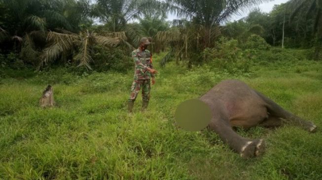 Polisi Bentuk Tim Khusus Cari Pembunuh Gajah Tanpa Kepala di Aceh Timur