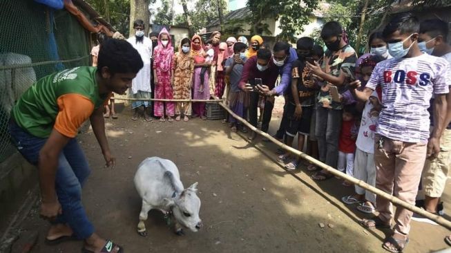 Heboh Sapi Mungil Sejagat Ditawar Rp 256 Juta Akan Dikurbankan Saat Idul Adha Nanti