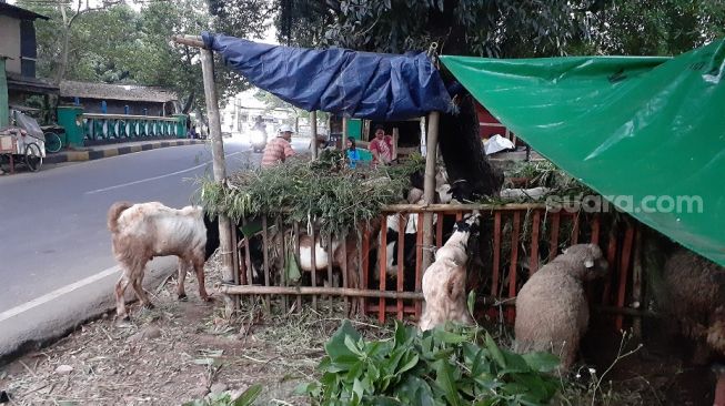 Lebaran Haji Saat PPKM Darurat, Pedagang Kambing Khawatir Omset Menurun