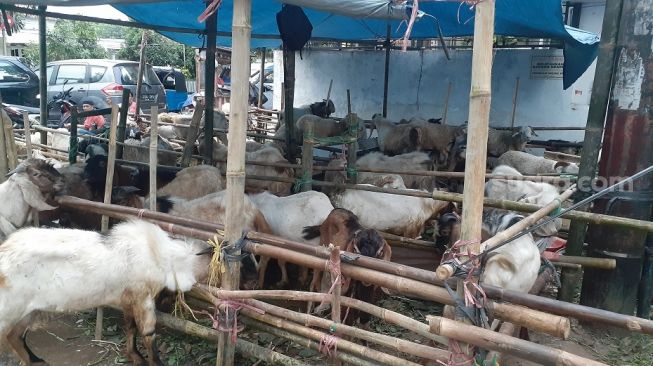  Menjelang Hari Raya Idul Adha, sejumlah pedagang kambing dadakan mulai bermunculan di kawasan Manggarai, Jakarta Selatan, Rabu (14/7/2021). [Suara.com/Yaumal]