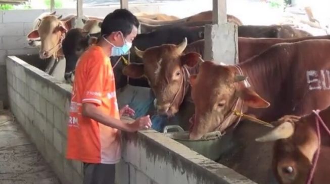 Imbas PPKM Darurat, Penjual Sapi Kurban Lakukan Ini