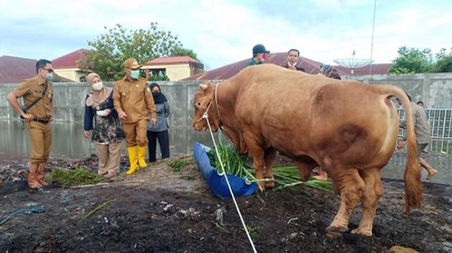 Presiden Jokowi Kirim 2 Sapi Kurban ke Kota Solo, Beratnya Bikin Geleng-geleng Lur!