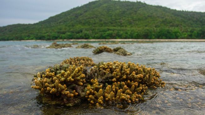 Marine Geosite Pantai Punggur Tuing nan Indah, Batunya Dilarang Diambil