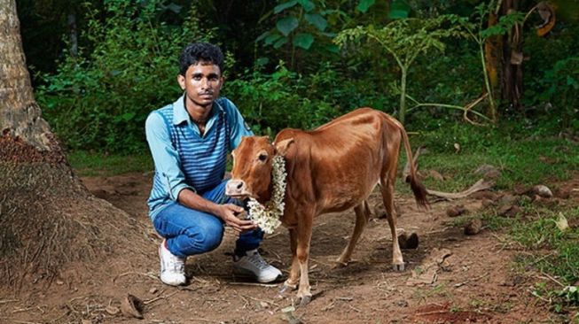 Manikyam, sapi Vechur setinggi 24 inci (61 cm). [Guinnessworldrecords] 