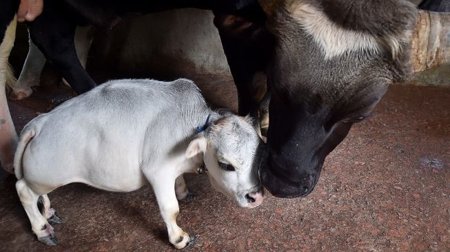 Rani sapi terpendek di dunia setinggi 51cm. [Munir Uzzaman/ AFP]