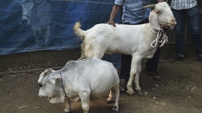 Rani sapi terpendek di dunia setinggi 51cm. [Munir Uzzaman/ AFP]