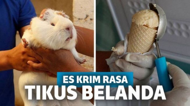 Eksperimen Aneh! Di Ekuador Kamu Bisa Mencicipi Es Krim Rasa Tikus Belanda