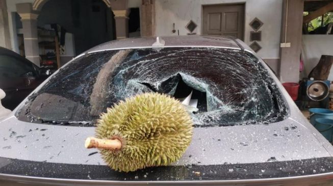 Durian yang tak pernah nyentuh tanah dari Malaysia.[Dok. WAN MAHUSSIN WAN ZAIN]