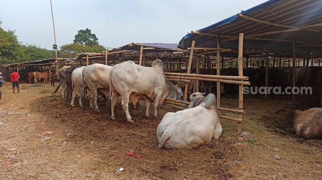 1.150 Kepala Keluarga Suku Anak Dalam di Jambi Terima Daging Kurban