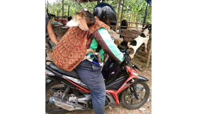 Ini kambing atau anak manusia yak, digendong pakai selendang begitu (Instagram)