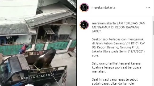 Viral Insiden Sapi Ngamuk Sampai Seret Satu Orang di Jakarta. (Instagram/@merekamjakarta)