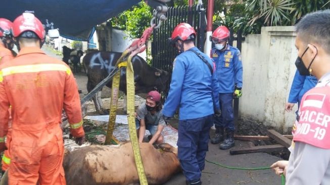 Petugas gabungan Damkar Kota Tangsel dan DKI Jakarta evakuasi sapi kurban di selokan di Jurangmangu Barat, Pondok Aren, Selasa (20/7/2021). [Dok. Dinas Damkar dan Penyelematan Kota Tangsel]